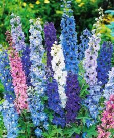 Дельфиниум