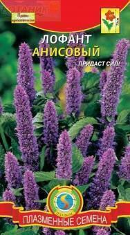Купить оптом в Ботанике семена Лофант Анисовый Плз бренд Плазмас