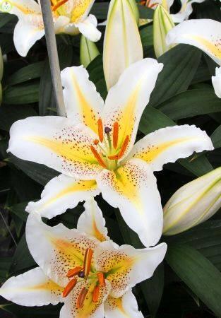 Купить оптом в Ботанике Лилия Колизей 5 шт 