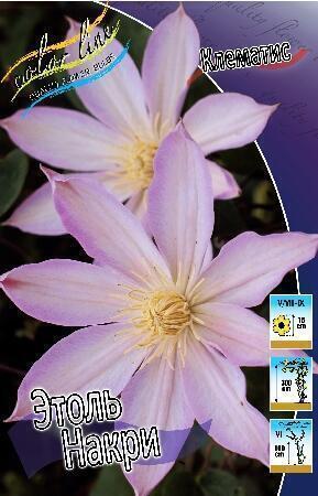 Купить оптом в Ботанике Клематис Этоль Накри 2 шт