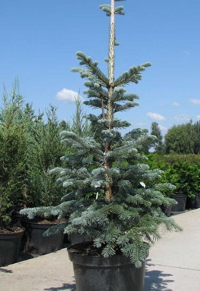 Купить оптом в Ботанике Пихта шершавоплодная Аргенттеа C1.5