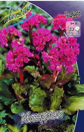 Купить оптом в Ботанике Бадан Абендглют 1 шт