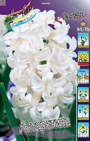 Купить оптом в Ботанике Гиацинт Антарктика 14/15 75шт