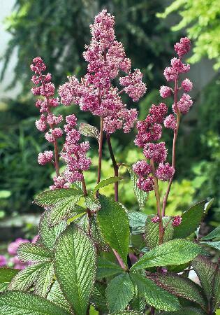 Купить оптом в Ботанике Роджерсия Дарк Покерс 1 шт