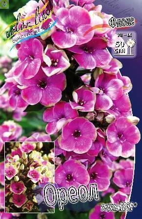 Купить оптом в Ботанике Флокс Ореол 50шт