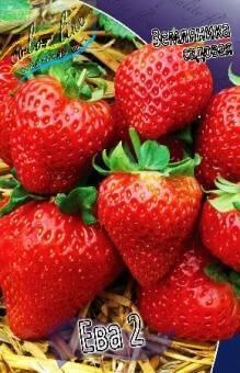 Купить оптом в Ботанике Земляника садовая Ева 2  5 шт