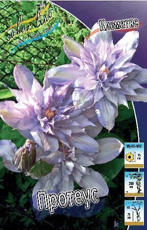 Купить оптом в Ботанике Клематис Протеус (махровый) 2 шт
