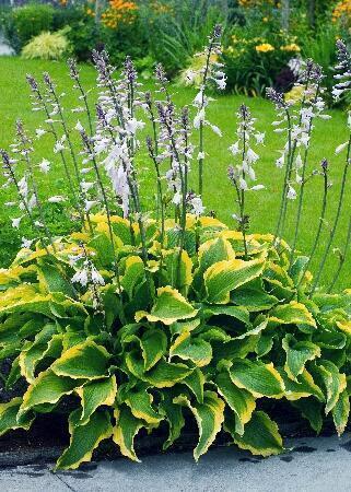 Купить оптом в Ботанике Хоста Атлантис 1 шт