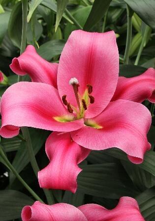 Купить оптом в Ботанике Лилия Этоша 5 шт