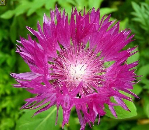 Купить оптом в Ботанике семена Василёк Малиновый сюрприз Аэл бренд Аэлита