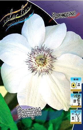 Купить оптом в Ботанике Клематис Генри 2 шт