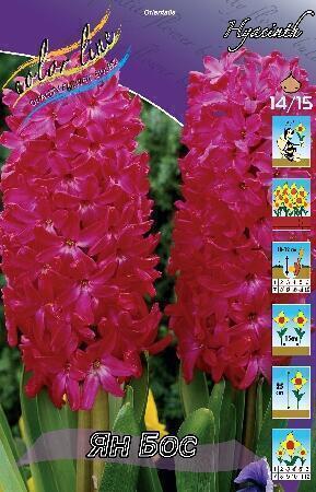 Купить оптом в Ботанике Гиацинт Ян Бос 5 шт