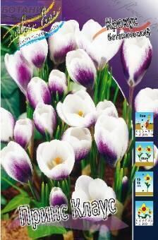 Купить оптом в Ботанике Крокус Принс Клаус 10 шт