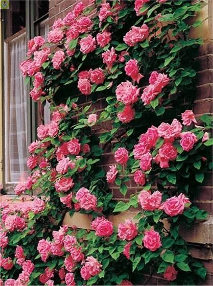 Купить оптом в Ботанике Роза Темпера 1 шт плетистая