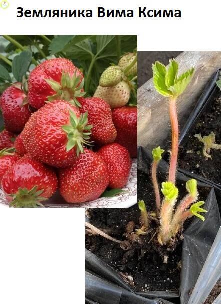 Купить оптом в Ботанике Земляника Вима Ксима туба