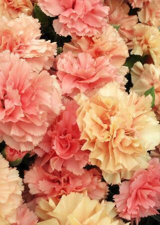 Купить оптом в Ботанике Гвоздика Динамик Априкот 2 шт