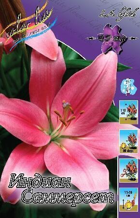 Купить оптом в Ботанике Лилия Индиан Саммерсет 10 шт