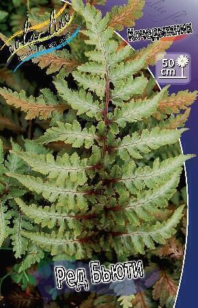 Купить оптом в Ботанике Кочедыжник (папоротник) Ред Бьюти 2 шт