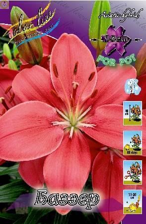 Купить оптом в Ботанике Лилия Баззер 7 шт