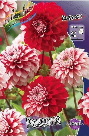 Купить оптом в Ботанике Георгина Рексона 1 шт шаровидные