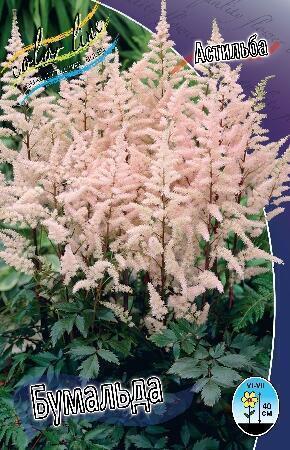 Купить оптом в Ботанике Астильба Бумалда 2 шт
