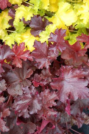 Купить оптом в Ботанике Гейхерелла Бернишед Бронз 1 шт