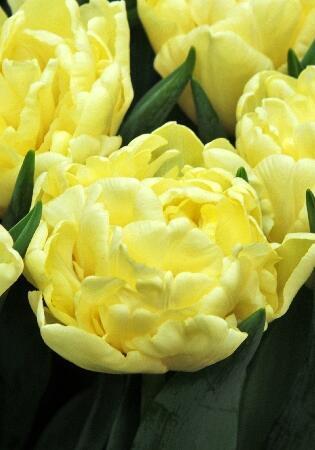 Купить оптом в Ботанике Тюльпан Авангард 8 шт