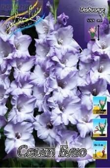Купить оптом в Ботанике Гладиолус Свит Блю 10 шт