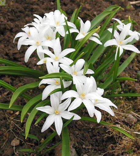 Купить оптом в Ботанике Хионодокса Гигантская Альба 10 шт