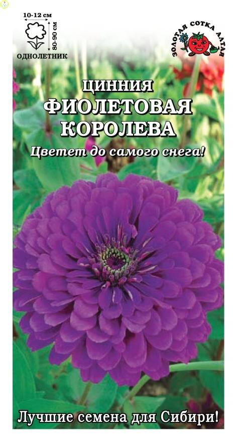 Купить оптом в Ботанике семена Цинния Фиолетовая королева ЗС бренд Золотая сотка