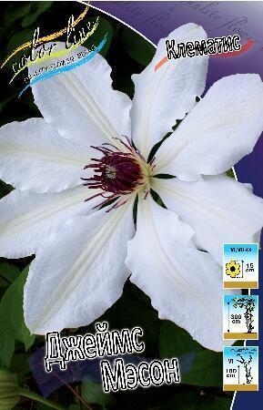 Купить оптом в Ботанике Клематис Джеймс Мэсон 2 шт
