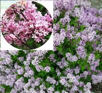 Купить оптом в Ботанике Сирень Мейера Палибин Р9