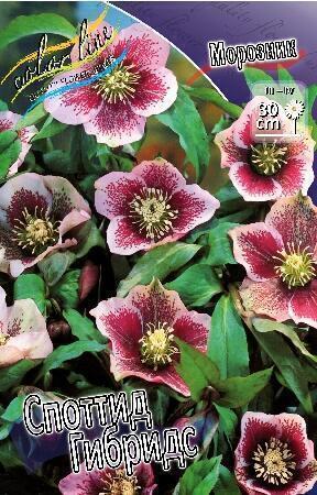 Купить оптом в Ботанике Морозник Споттид Гибридс 1 шт