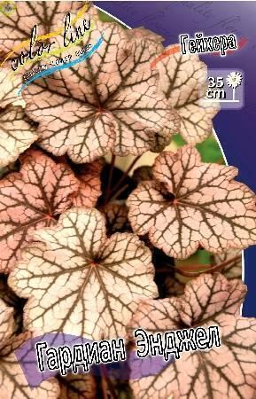 Купить оптом в Ботанике Гейхера Гардиан Энджел 25 шт