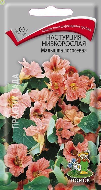 Купить оптом в Ботанике семена Настурция Малышка лососевая Поиск бренд Поиск