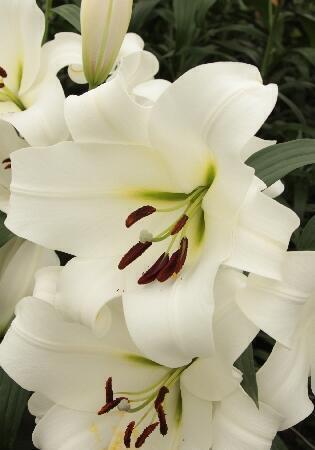 Купить оптом в Ботанике Лилия Фореве 7 шт