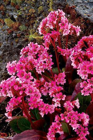 Купить оптом в Ботанике Бадан Пинк Драгонфлай 1 шт