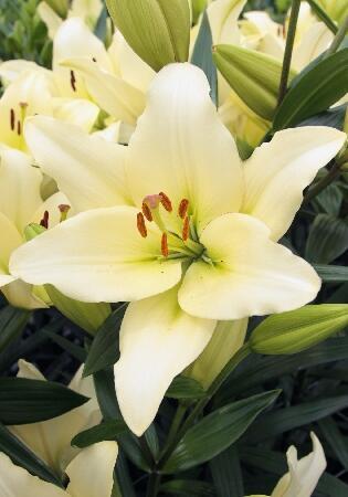 Купить оптом в Ботанике Лилия Келсо 10 шт