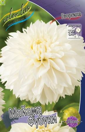 Купить оптом в Ботанике Георгина Майама Фубуки 1 шт бахромчатые 