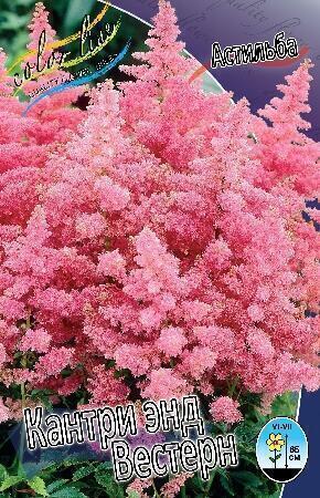 Купить оптом в Ботанике Астильба Кантри энд Вестерн 1 шт