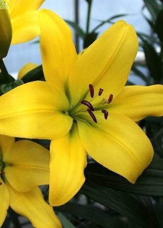 Купить оптом в Ботанике Лилия Флинтстоун 5 шт 