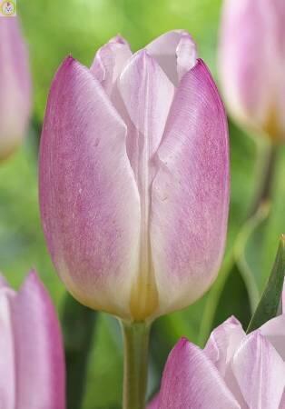 Купить оптом в Ботанике Тюльпан Свит Флаг 10 шт