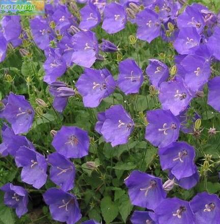 Купить оптом в Ботанике семена Колокольчик Голубой карпатский Аэл бренд Аэлита