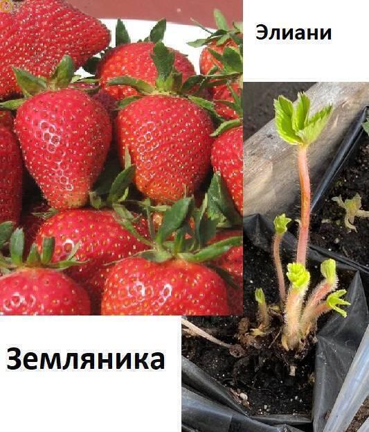 Купить оптом в Ботанике Земляника Элиани