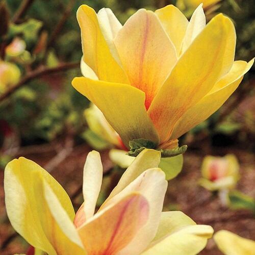 Купить оптом в Ботанике Магнолия Сансейшн С3