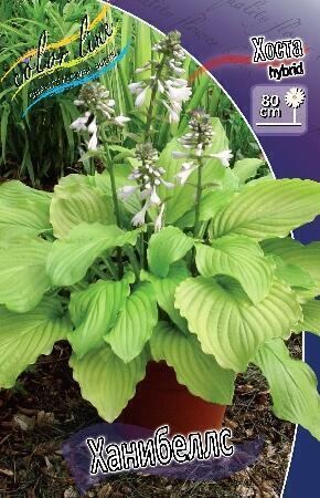 Купить оптом в Ботанике Хоста Ханибеллс 2 шт