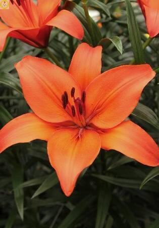 Купить оптом в Ботанике Лилия Нелло 7 шт