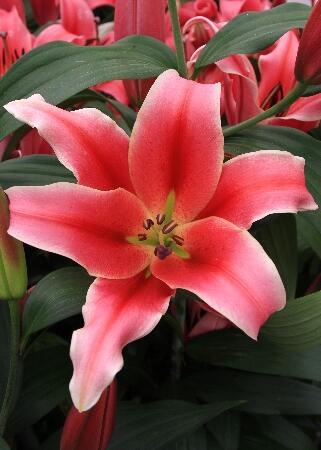 Купить оптом в Ботанике Лилия Шарлиз 5 шт