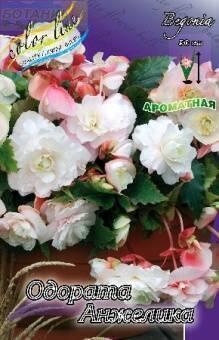 Купить оптом в Ботанике Бегония Одората белая (Анжелика) 5 шт