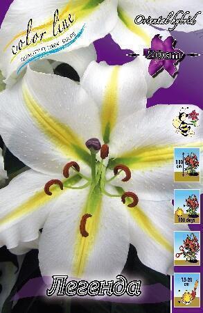 Купить оптом в Ботанике Лилия Легенда 7 шт